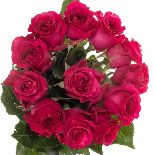 Rose hell rosa David Austin Constance 50cm