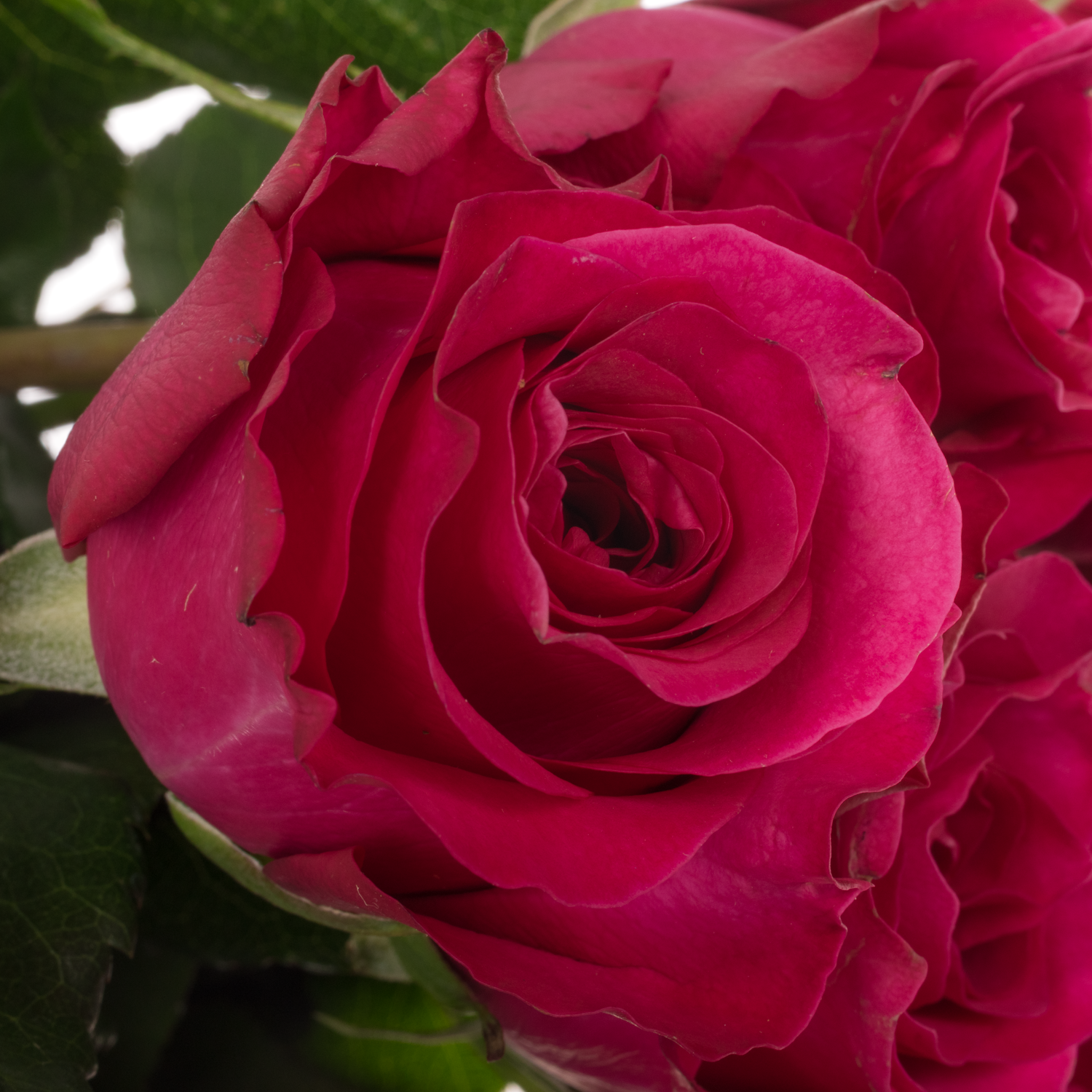 Rose hell rosa David Austin Constance 50cm