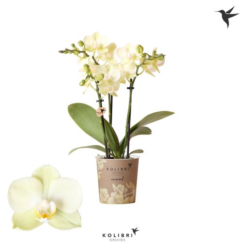 Phal.3-R gelb/weiss Mexico Kolibri T09 H40