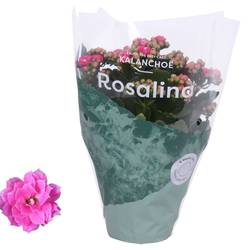 Kalanchoe Gef. rosa T12 H027