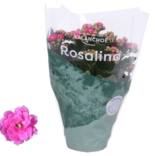 Kalanchoe Gef. rosa T12 H027