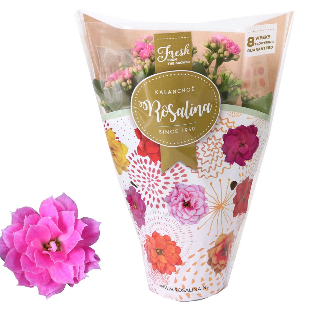 Kal.Gef. rosa T12 H27