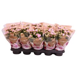 Kal.Gef. rosa T12 H27