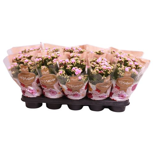 Kal.Gef. rosa T12 H27