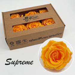Seiden Wachs Rose Supreme dunkel gelb