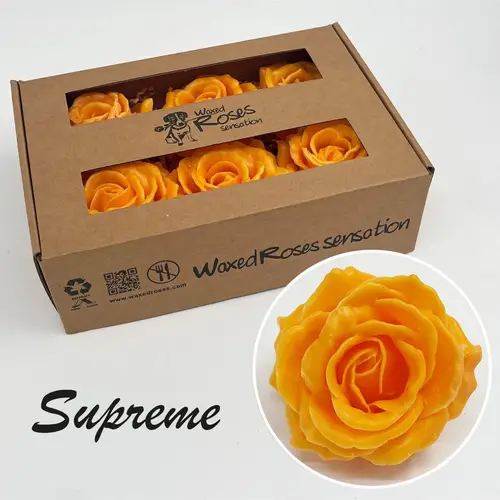 Seiden Wachs Rose Supreme dunkel gelb