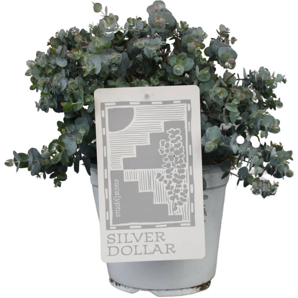 Eukalyptus Cinera Silver Dollar T19 H50