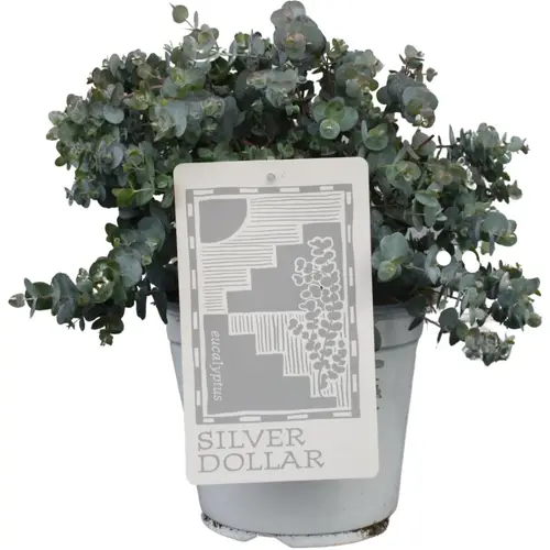 Eukalyptus Cinera Silver Dollar T19 H50