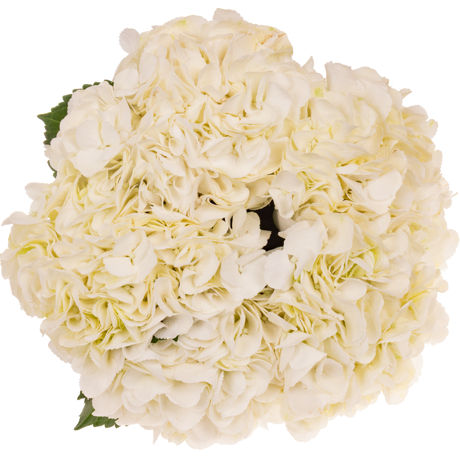 Hortensie weiss  Ice Age Bol 16cm 60cm