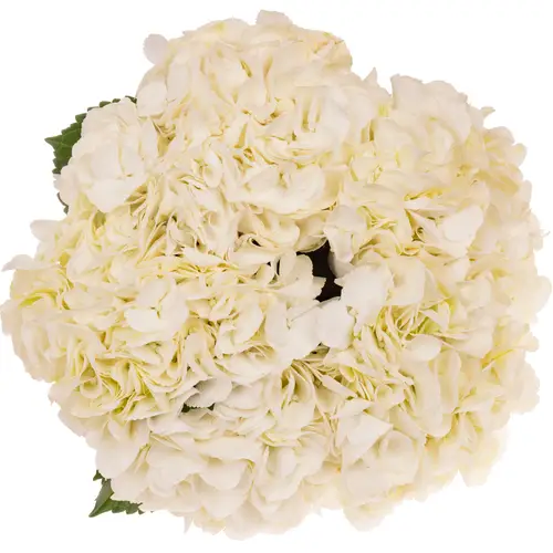 Hortensie weiss  Ice Age Bol 16cm 60cm