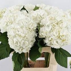 Hortensie weiss  Ice Age Bol 16cm 60cm