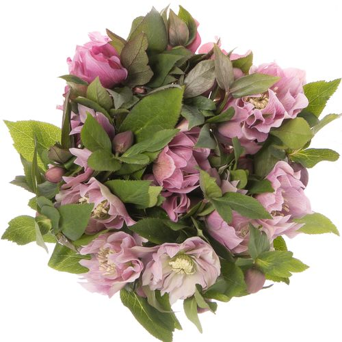 Helleborus rosa gefüllt Db Ellen Pink 40cm