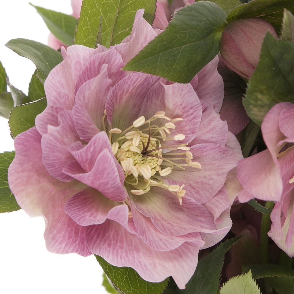 Helleborus rosa gefüllt Db Ellen Pink 40cm