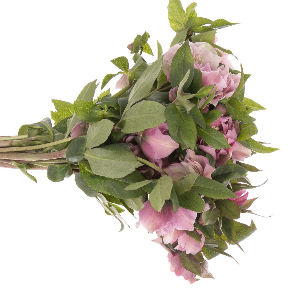 Helleborus rosa gefüllt Db Ellen Pink 40cm