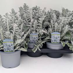 Centaurea Silver Oak T17 H040