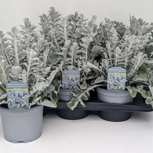 Centaurea Silver Oak T17 H040