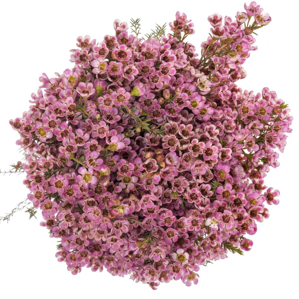 Wachsflower rosa Painted Lady 50 Gramm 80cm