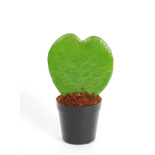 Hoya Kerrii 1pp T07 H13