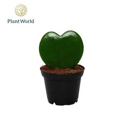 Hoya Kerrii 1pp T07 H13