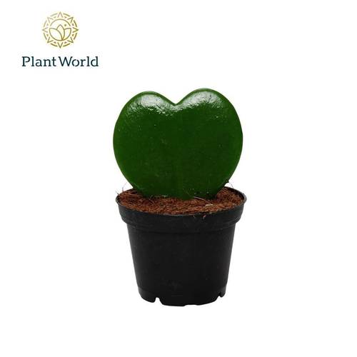 Hoya Kerrii 1pp T07 H13