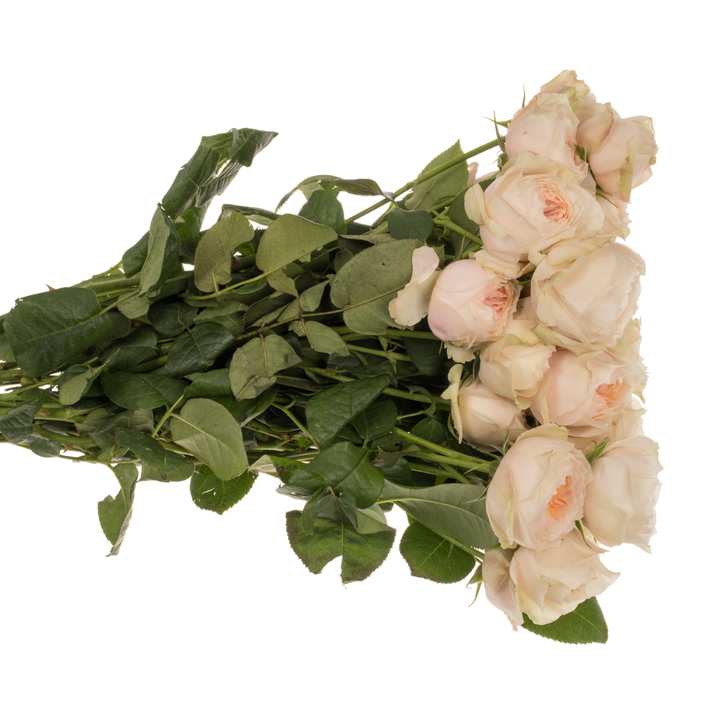 Rose verzweigt lachs/creme Emma Woodhouse 50cm