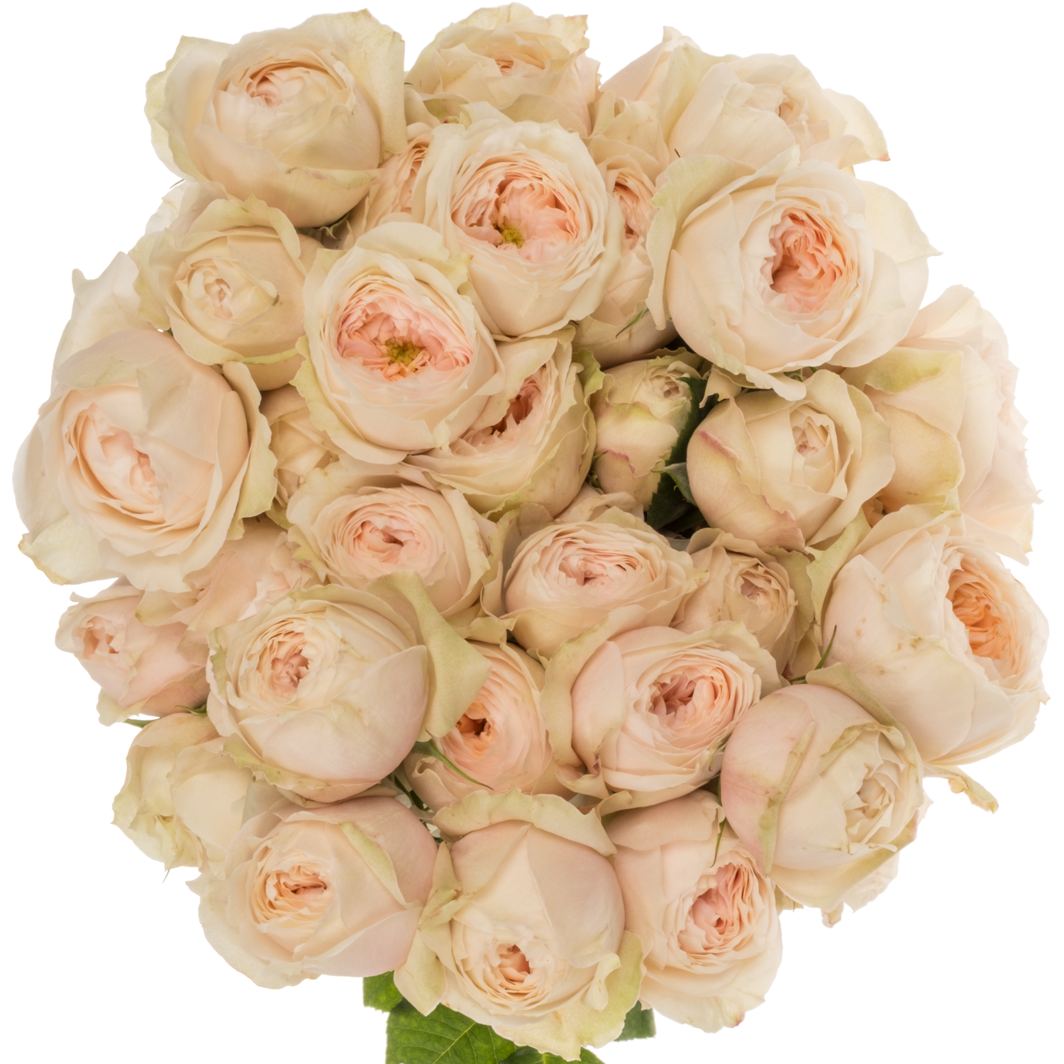 Rose verzweigt lachs/creme Emma Woodhouse 50cm
