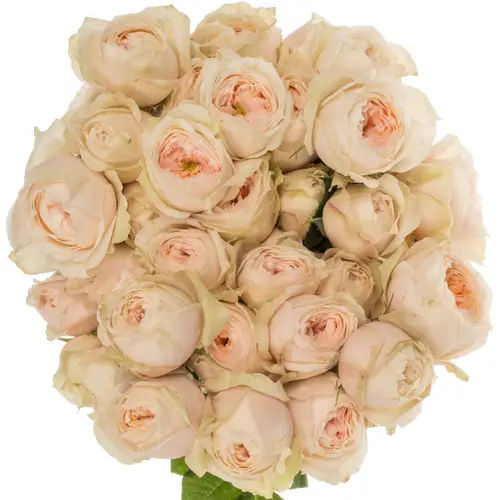 Rose verzweigt lachs/creme Emma Woodhouse 50cm