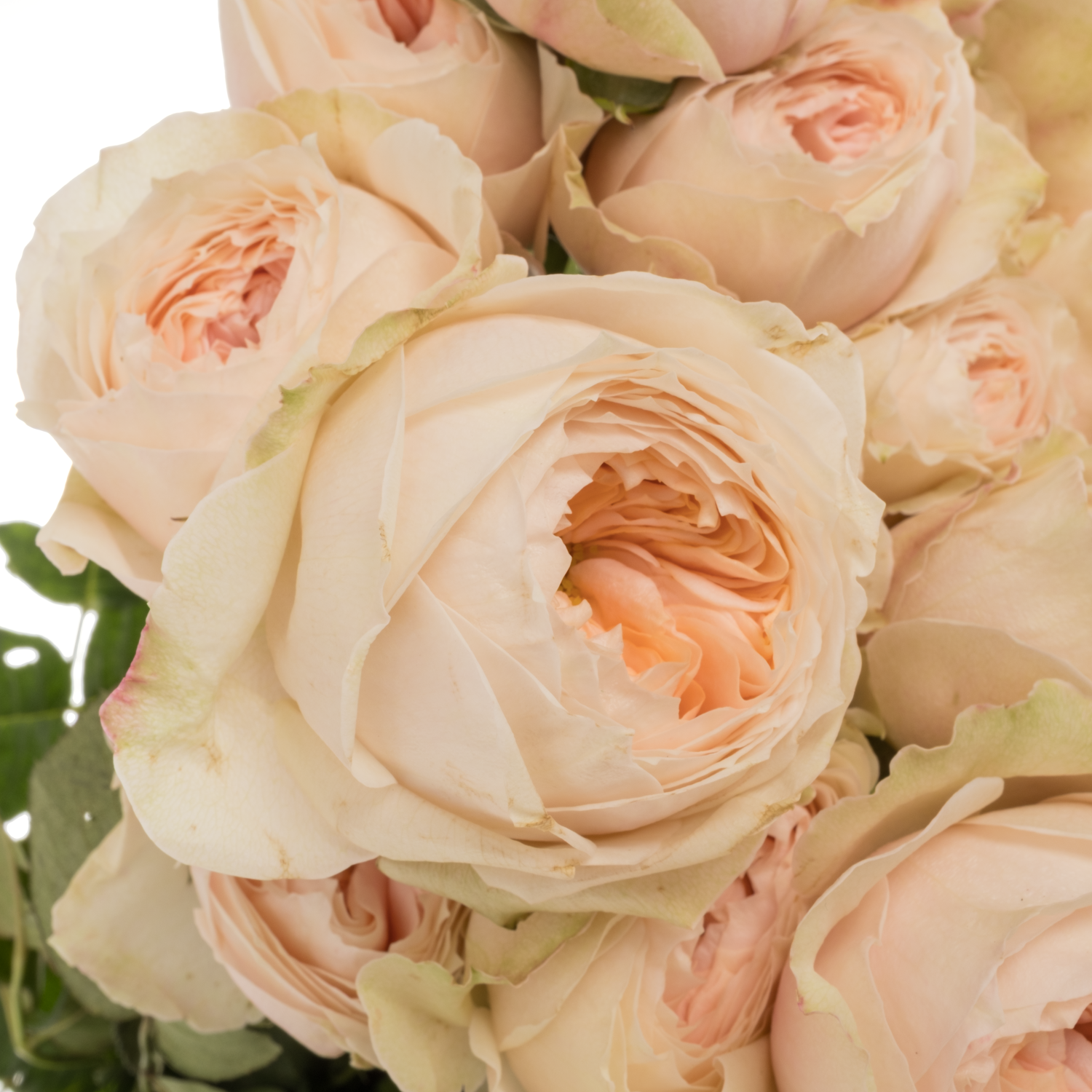 Rose verzweigt lachs/creme Emma Woodhouse 50cm