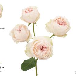 Rose verzweigt lachs Emma Woodhouse 50cm