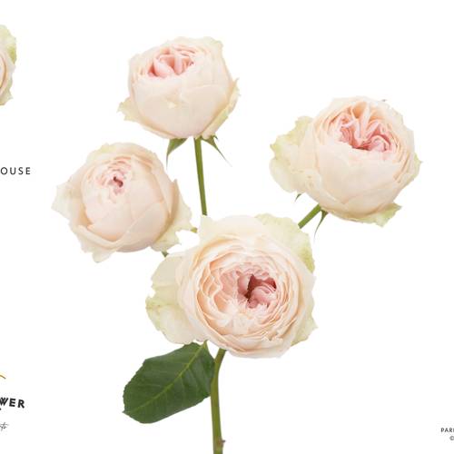 Rose verzweigt lachs Emma Woodhouse 50cm