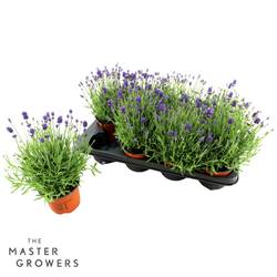 Lavendel lila Cleo Patio T12 H025