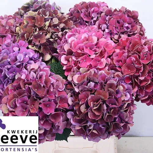 Hortensie lila mix  Ruby Glow classic Bol 20cm 60cm