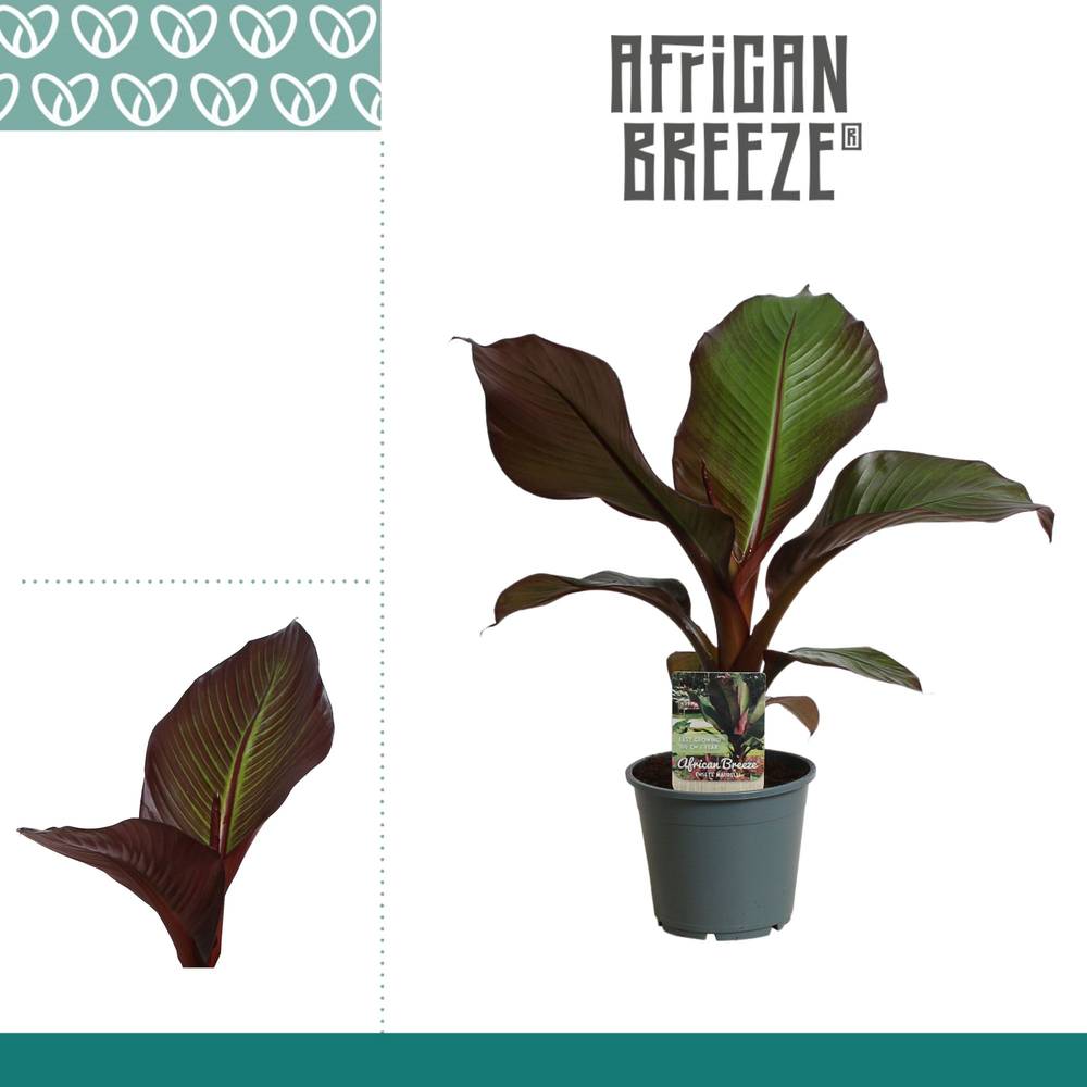 Ensete Maurelli T14 H055
