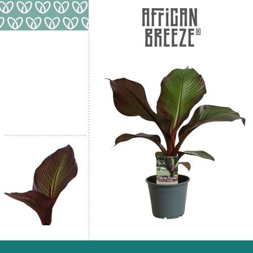 Ensete Maurelli T14 H055