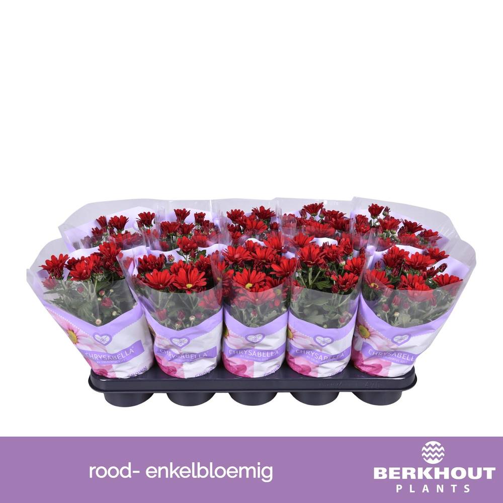 Chrysantheme rot Elliot T12 H026