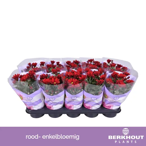 Chrysantheme rot Elliot T12 H026