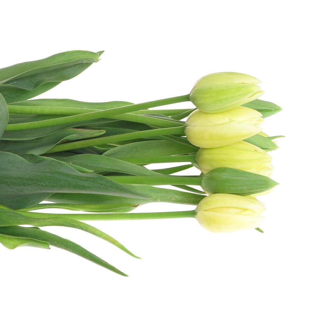 Franz.weiss Maureen 56 Gramm 60cm