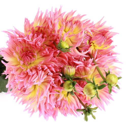Dahlia gelb/rosa Sangria 60cm