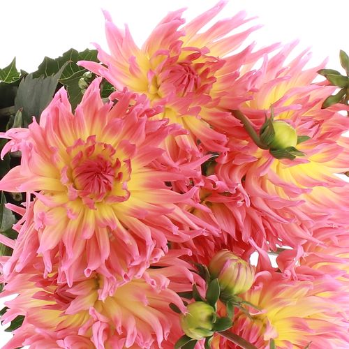 Dahlia gelb/rosa Sangria 60cm