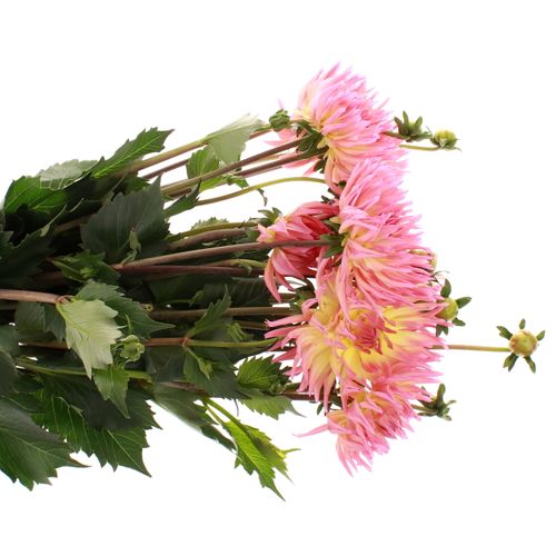Dahlia gelb/rosa Sangria 60cm