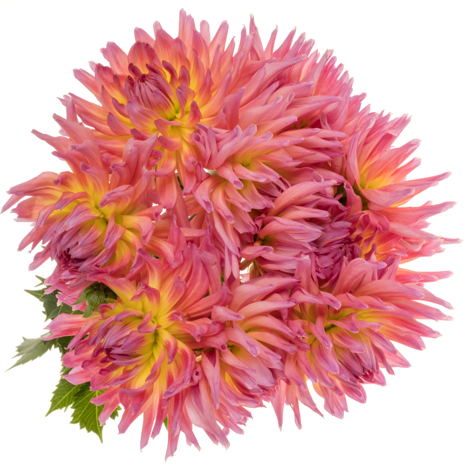 Dahlia gelb/rosa Sangria 60cm