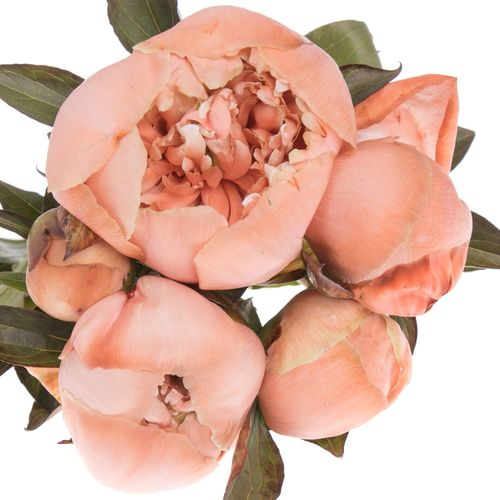 Pfingstrose apricot gefärbt Amaretto 60cm