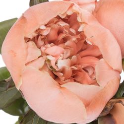 Pfingstrose apricot gefärbt Amaretto 60cm