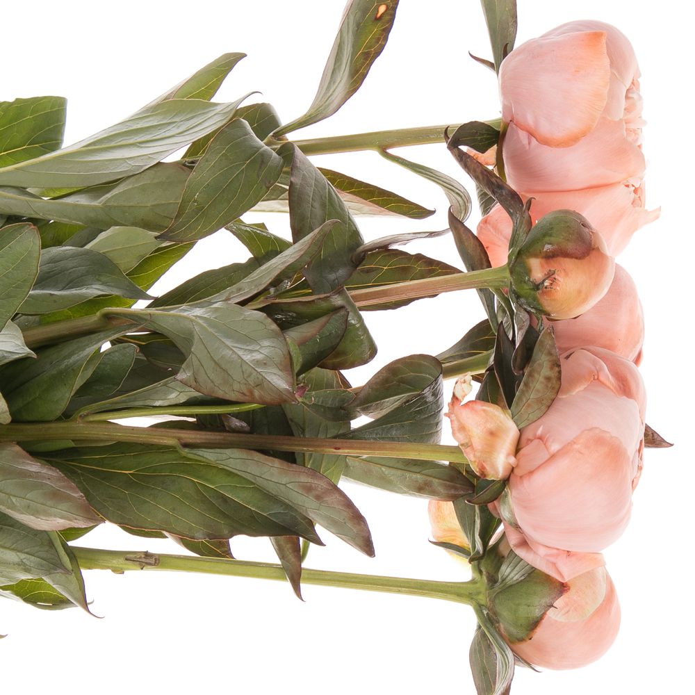 Pfingstrose apricot gefärbt Amaretto 60cm