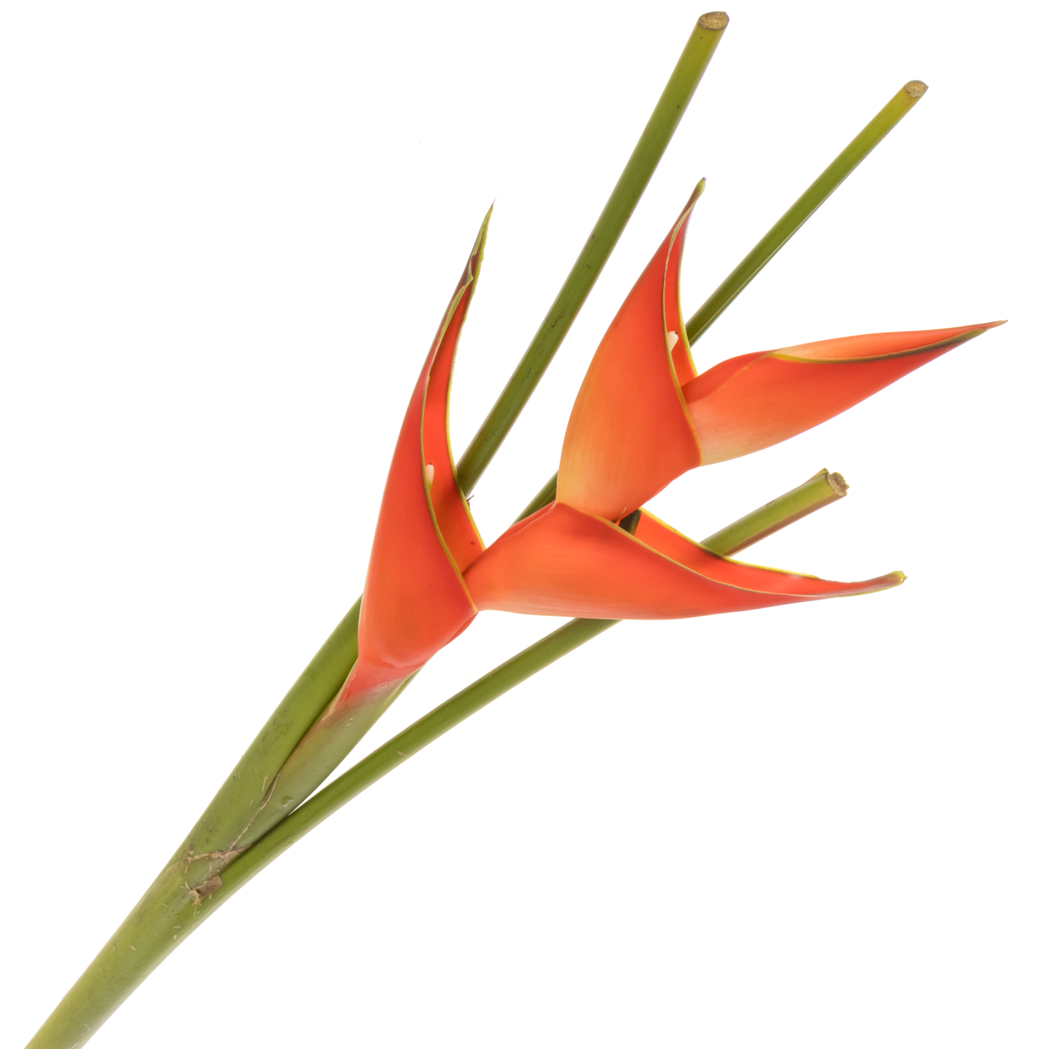 Heliconia Mittel rot/orange Tropical 95cm