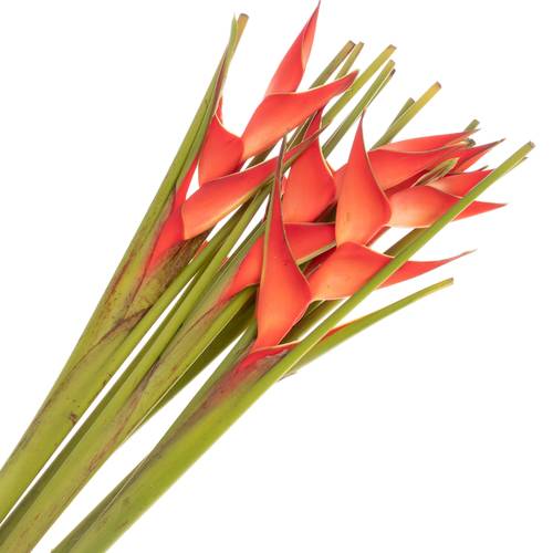 Heliconia Mittel rot/orange Tropical 90cm