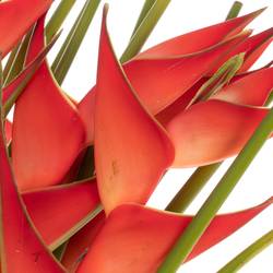 Heliconia Mittel rot/orange Tropical 90cm