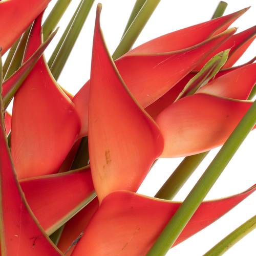 Heliconia Mittel rot/orange Tropical 90cm