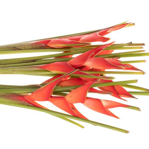 Heliconia Mittel rot/orange Tropical 90cm