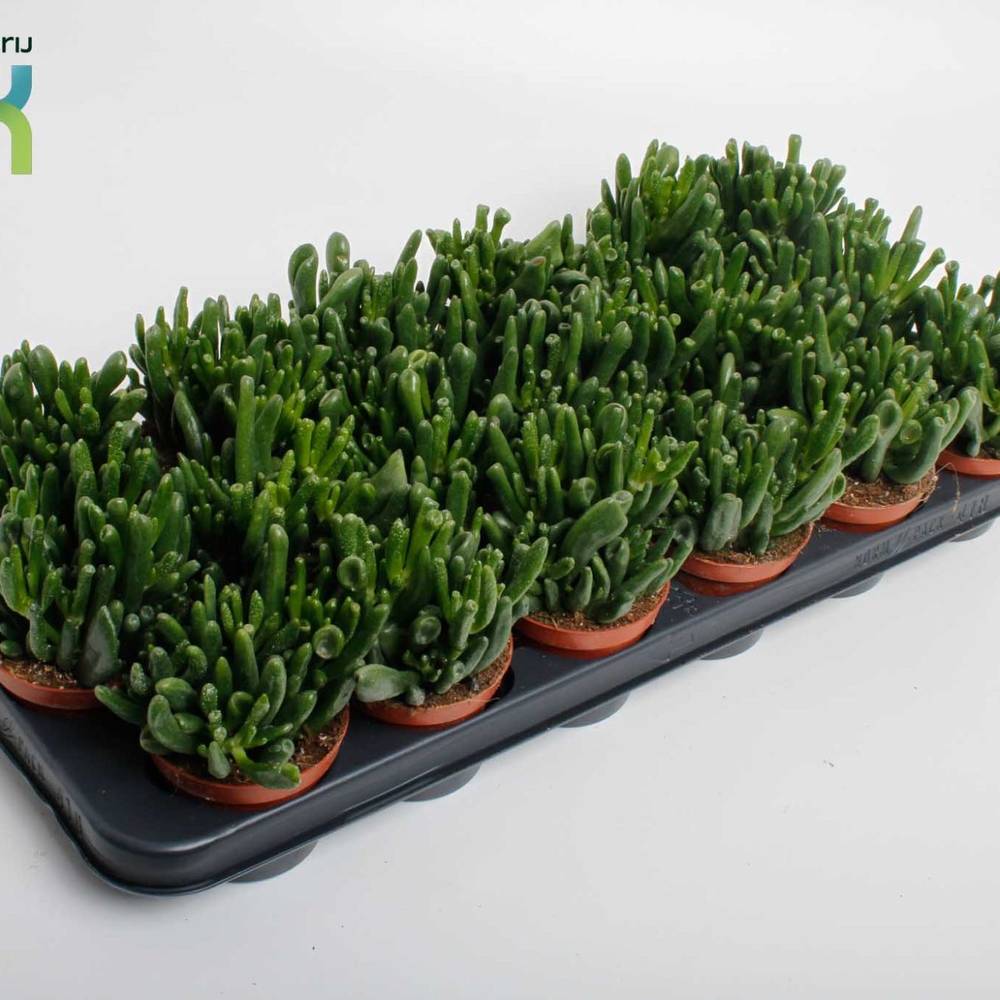 Crassula Horn Tree T08,5 H015
